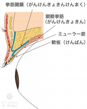 まぶたの構造